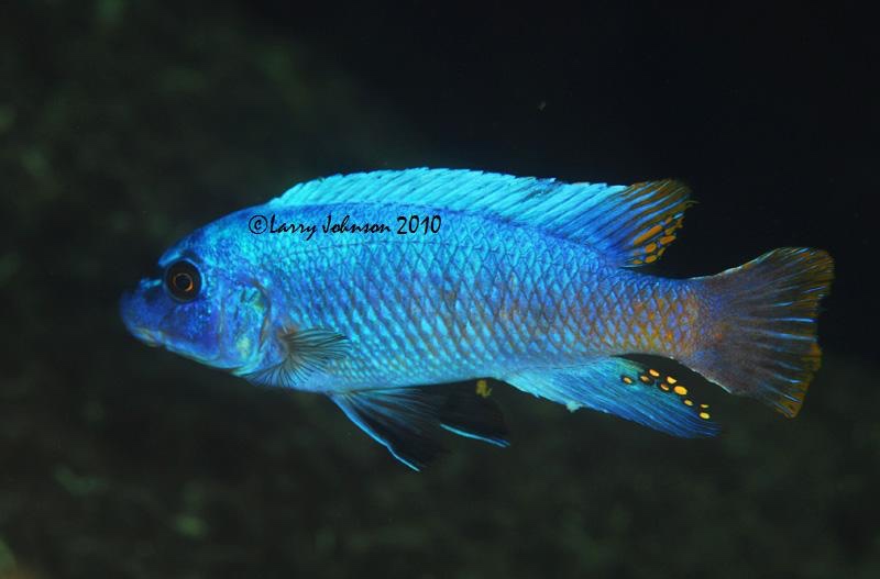 Labeotropheus trewavasae 'Mphanga Rocks'